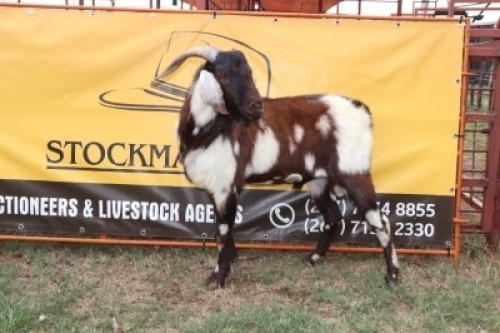 1X Cape Lobear Buck Johan Toglenberg (Per animal to take the lot)
