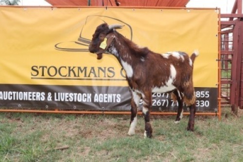 1X Cape Lobear Buck Johan Toglenberg (Per animal to take the lot)