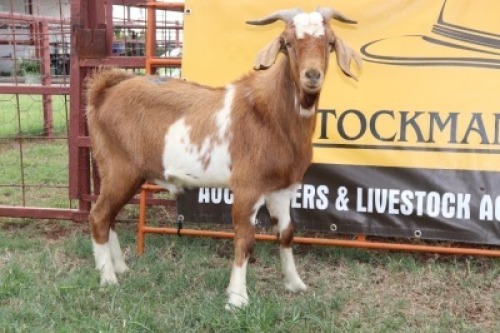 1X Cape Lobear Buck Johan Toglenberg (Per animal to take the lot)