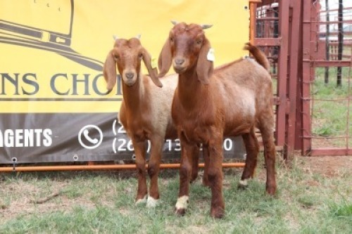 4X Kalahari Red Doe Johan Toglenberg (Per animal to take the lot)