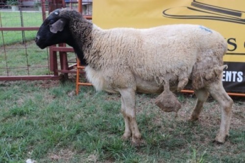 1X Dorper Ram Sithe (Per animal to take the lot)