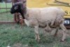 1X Dorper Ram Sithe (Per animal to take the lot)