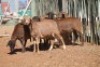LOT 18 6 X MEATMASTER OOIE (PER STUK OM LOT TE NEEM) - 7