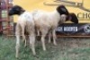 3X Dorper Ewe Sithe (Per animal to take the lot)