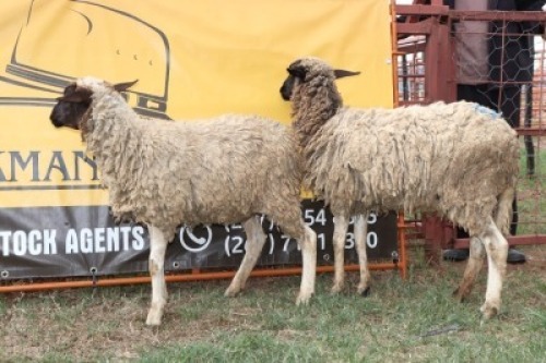 2X Dorper Ram Sithe (Per animal to take the lot)