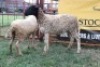 2X Dorper Ewe Sithe (Per animal to take the lot)