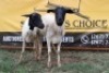 2X Dorper Ewe Sithe (Per animal to take the lot)