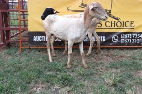 2X Dorper Ewe Sithe (Per animal to take the lot)