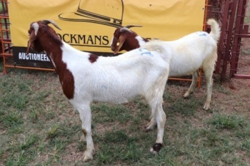 2X Boergoat-X Castrate Gaongalelwe Kgobe (Per animal to take the lot)