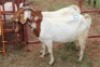 2X Boergoat-X Doe Gaongalelwe Kgobe (Per animal to take the lot)