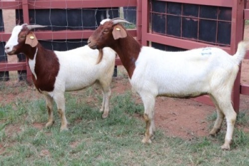 2X Boergoat-X Doe Gaongalelwe Kgobe (Per animal to take the lot)