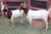 2X Boergoat-X Doe Gaongalelwe Kgobe (Per animal to take the lot)