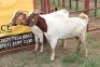 2X Boergoat-X Doe Gaongalelwe Kgobe (Per animal to take the lot)