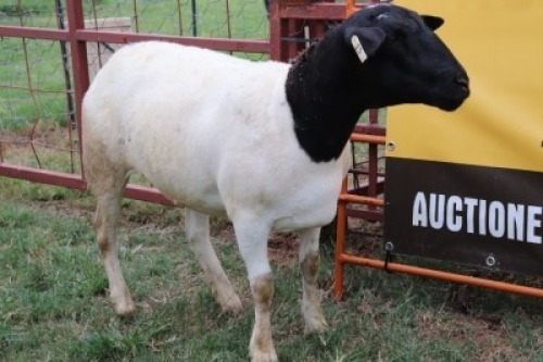 1X Dorper Ewe Carley Swanepoel (Per animal to take the lot)