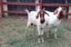 2X Boergoat-X Doe Gaongalelwe Kgobe (Per animal to take the lot)