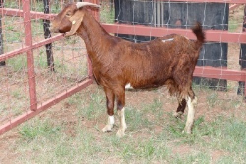 1X Boergoat-X Doe Gaongalelwe Kgobe (Per animal to take the lot)