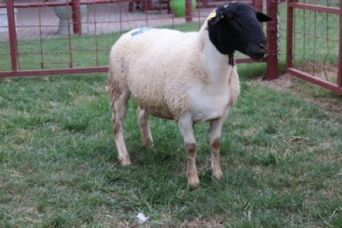 1X Dorper Ewe Carley Swanepoel (Per animal to take the lot)