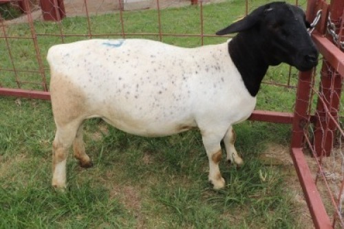 1X Dorper Ewe Carley Swanepoel (Per animal to take the lot)