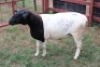 1X Dorper Ewe Carley Swanepoel (Per animal to take the lot)