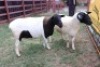 2X Dorper Ewe Carley Swanepoel (Per animal to take the lot)