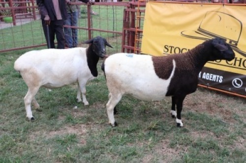2X Dorper Ewe Carley Swanepoel (Per animal to take the lot)
