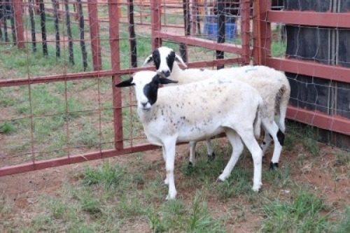 2X Meatmaster Ewe Quinton Vos (Per animal to take the lot)