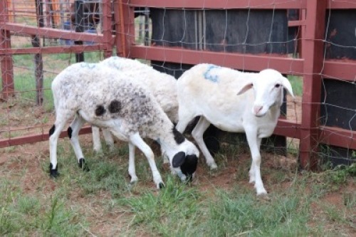 3X Meatmaster Ewe Quinton Vos (Per animal to take the lot)