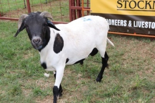 1X Meatmaster Ram Quinton Vos (Per animal to take the lot)