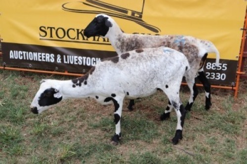 2X Meatmaster Ewe Quinton Vos (Per animal to take the lot)