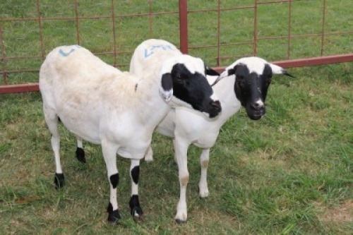 2X Meatmaster Ewe Quinton Vos (Per animal to take the lot)