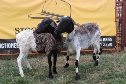2X Meatmaster Ewe Quinton Vos (Per animal to take the lot)
