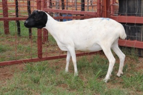 2X Meatmaster Ewe Quinton Vos (Per animal to take the lot)