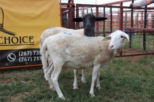 1X Meatmaster Ewe Quinton Vos (Per animal to take the lot)