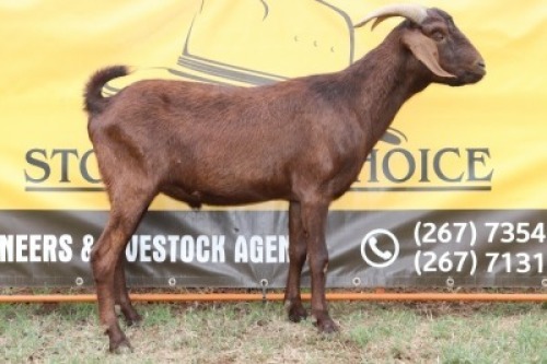 1X Cape Lobear Casterate Johan Toglenberg (Per animal to take the lot)