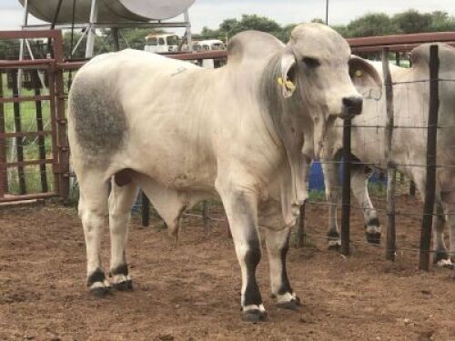 1X Grey Brahman Bull MAHATA STUD (Per animal to take the lot)