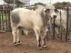 1X Grey Brahman Bull MAHATA STUD (Per animal to take the lot)