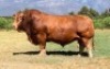 1X LIMOUSIN BULL LR18-87 Semen LEADWOOD LIMOUSINS