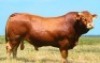 1X LIMOUSIN BULL LW22-32 LEADWOOD LIMOUSINS
