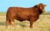 1X LIMOUSIN BULL LW22-50 LEADWOOD LIMOUSINS