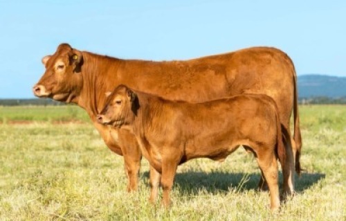 1+1X LIMOUSIN 3-IN-1 LW21-36 LEADWOOD LIMOUSINS