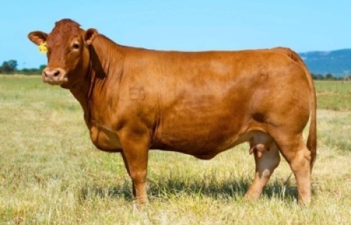 1X LIMOUSIN COW DL16-171 LEADWOOD LIMOUSINS