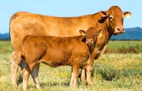 1+1X LIMOUSIN 3-IN-1 DL16-35 LEADWOOD LIMOUSINS