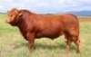 1X LIMOUSIN BULL LW22-30 LEADWOOD LIMOUSINS