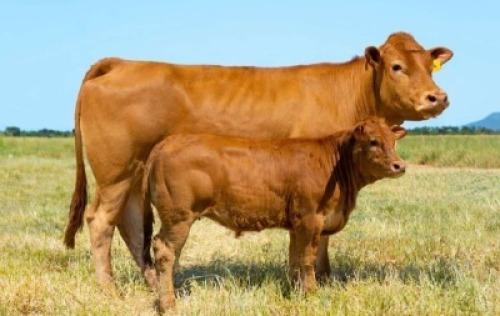 1+1X LIMOUSIN 3-IN-1 LW21-8 LEADWOOD LIMOUSINS