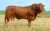 1X LIMOUSIN BULL LW22-12 LEADWOOD LIMOUSINS