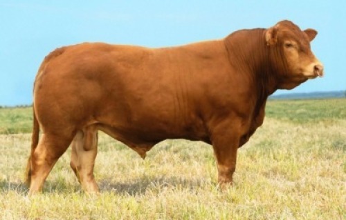 1X LIMOUSIN BULL LW22-34 LEADWOOD LIMOUSINS