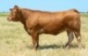 1X LIMOUSIN COW LW17-1 LEADWOOD LIMOUSINS