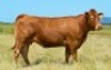 1X LIMOUSIN COW DL15-156 LEADWOOD LIMOUSINS