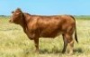 1X LIMOUSIN COW LW18-37 LEADWOOD LIMOUSINS