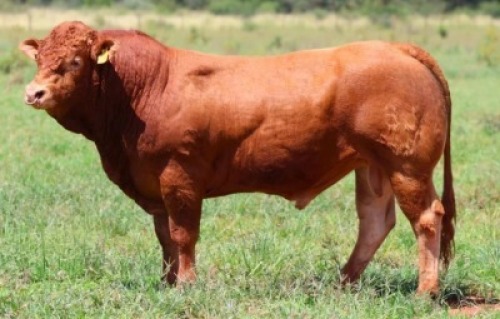 1X LIMOUSIN BULL LW22-37 LEADWOOD LIMOUSINS